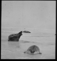 Image of Three seals on ice. 2 are harp seals